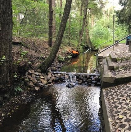 Wassertretanlage Krainhöpen Kleiner Waldfluss mit Steintreppe und Geländer, ruhiges und natürliches Umfeld.