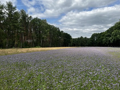 Bienenweide in Wolthausen